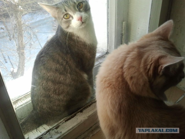 Котовторник  08.04.2014