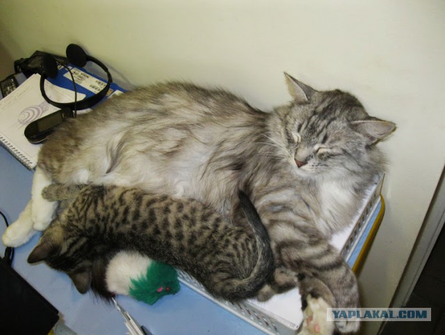 Котовторник 22.04.2014