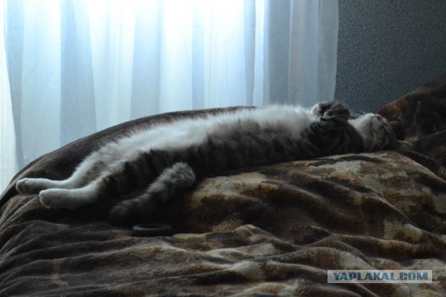 Котовторник 20.05.2014
