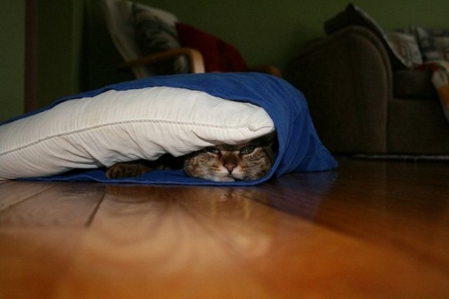 Рисованный котовторник