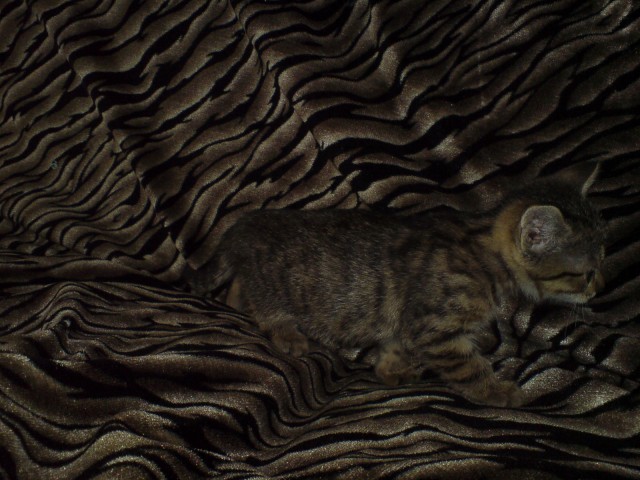 Котовторник