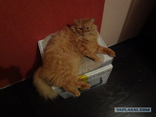 Котовторник 27.01.2015