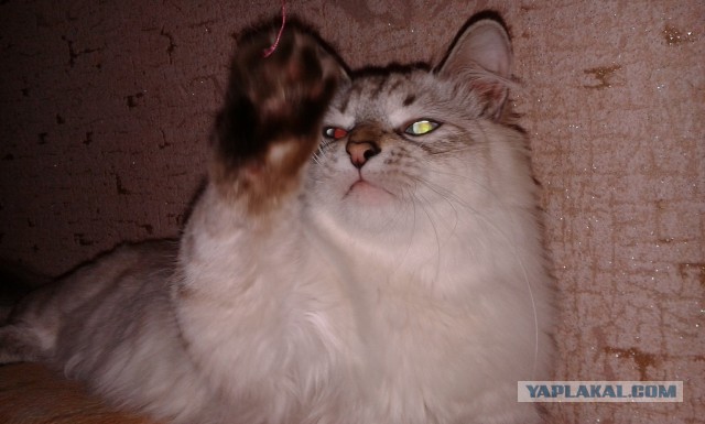 Котовторник