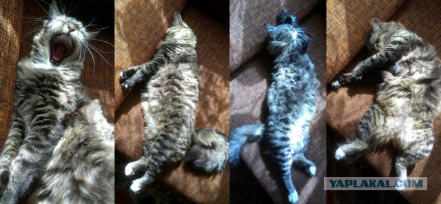 Котовторник 5.05.2015.