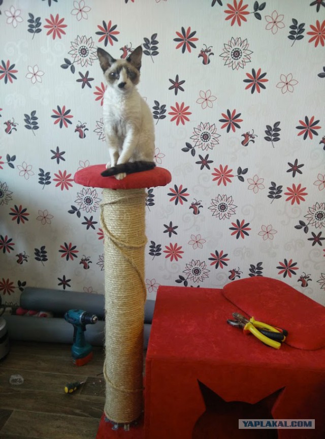 Каждому коту по хате!