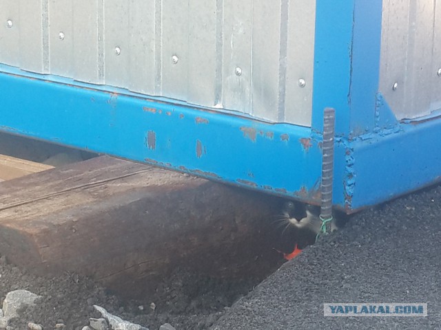 Котовторник 7.07.2015