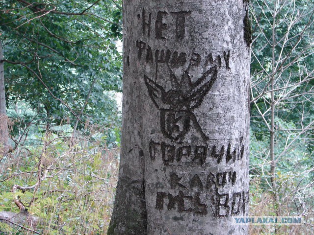 Индюк - Семашхо