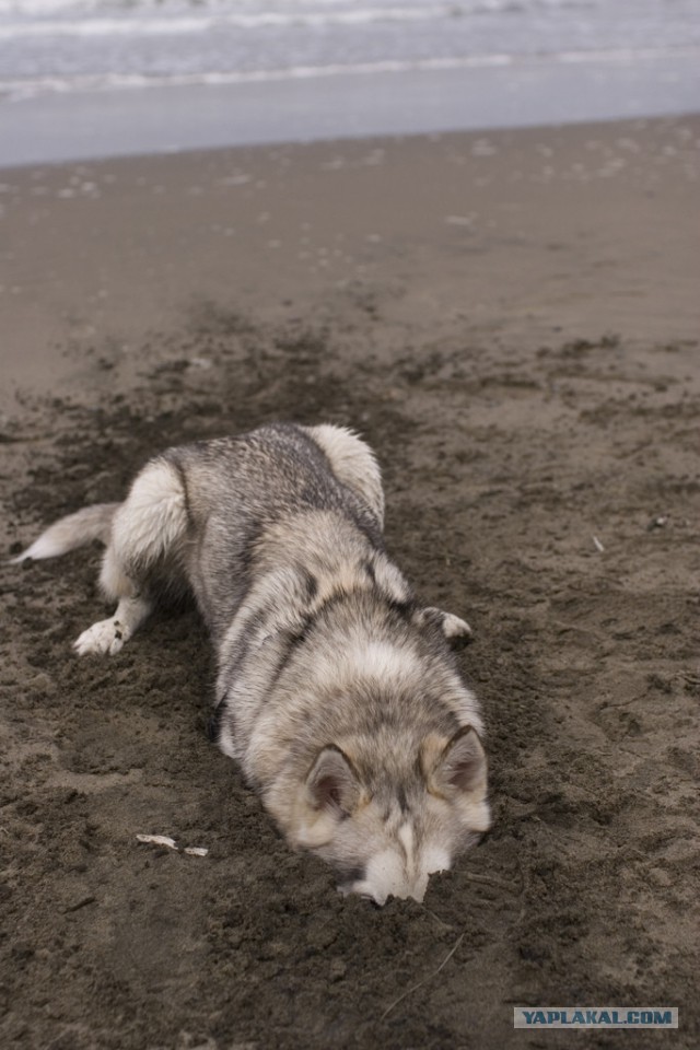 Разные картинки