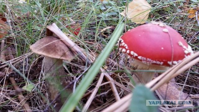 Удивительный мир грибов