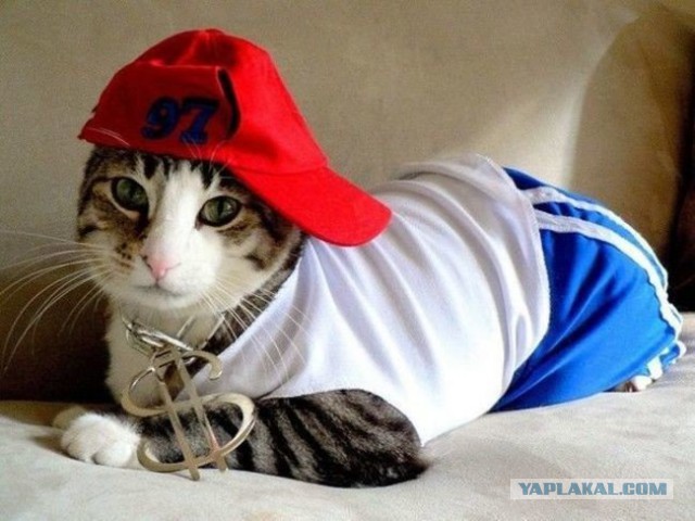Котовторник 16.02.16