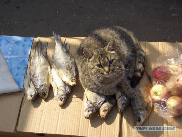 Котонадзор