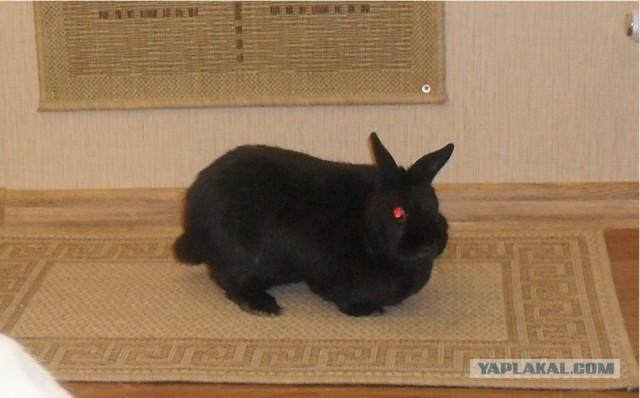 Лабрадор–хранитель по кличке Джедай