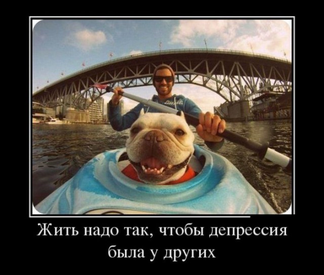 Самые смешные животные