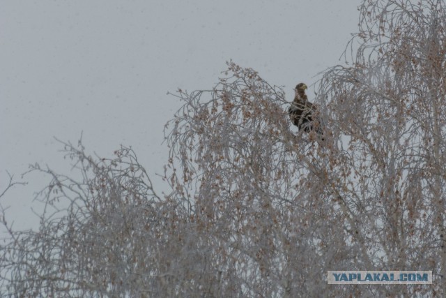 Убил волка охотившегося в городе.