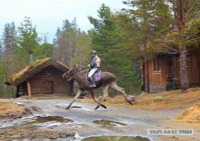 Подборка интересных и веселых картинок