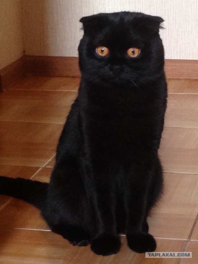 Котовторник  31.01.2017