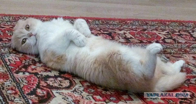 Котовторник 07.02.2017