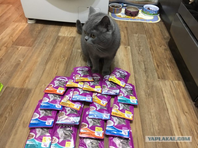 Трудовые будни кота Тимофея