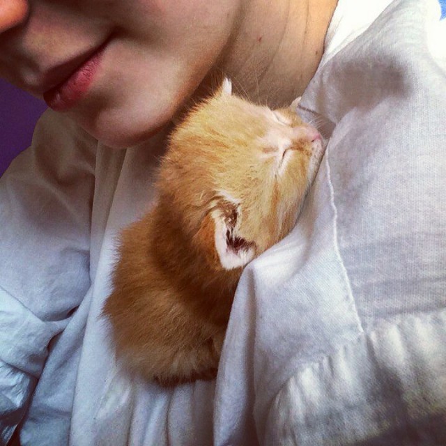 Коты и Кошки