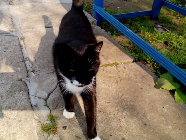 Котовторник 28.03.2017