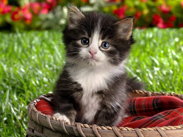 Коты и Кошки