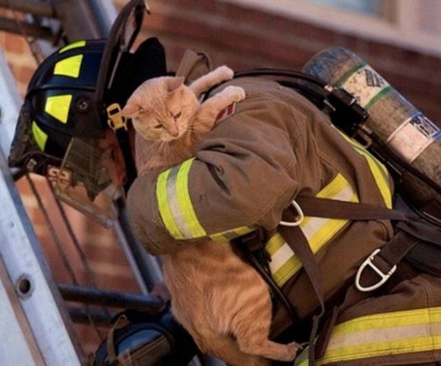Пожарные и спасенные ими животные. Очень позитивная фотоподборка