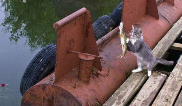 Коты и Кошки