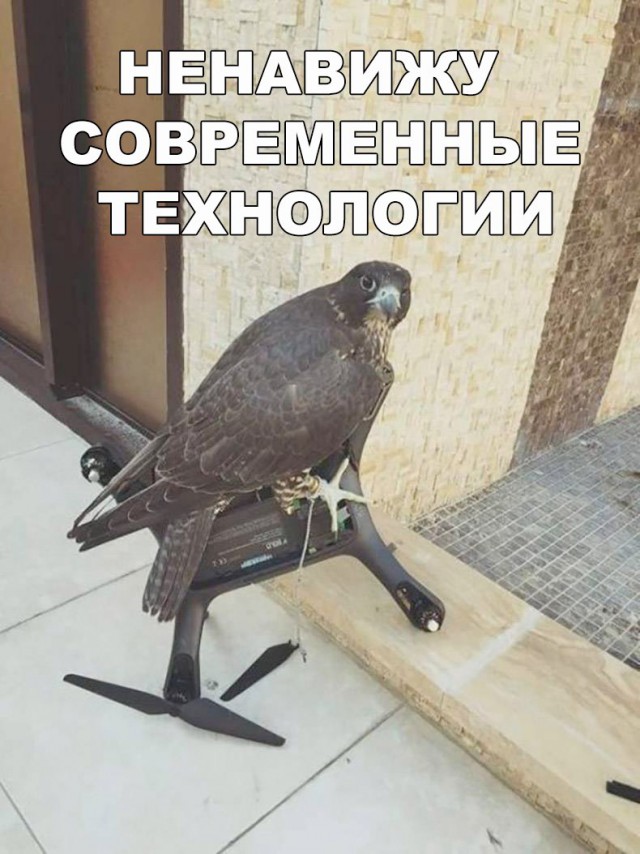 Подборка забавных животных