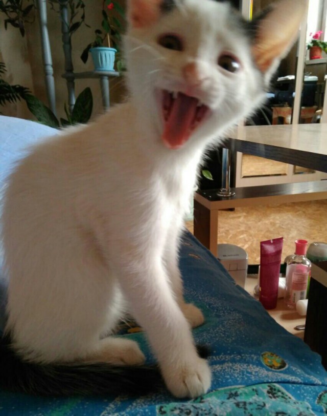 Коты и Кошки