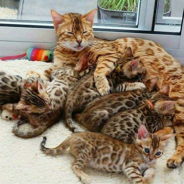 24 кота, которые подняли дерзость на новый уровень