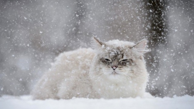 Коты и Кошки