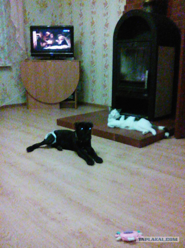 Спас кота от собак.