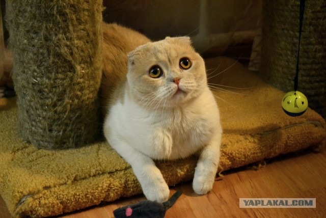 Котовторник 12.12.2017