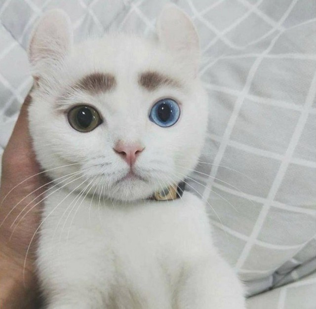 Прикольных котов пост