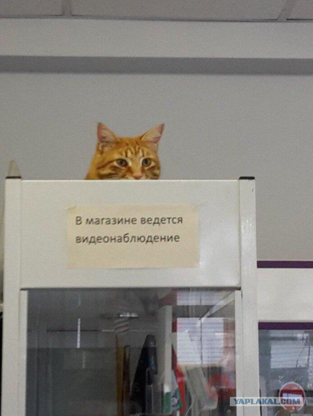 А не открыть бы нам котовторник 03.04.2018