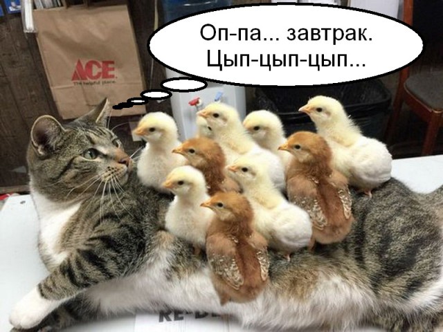 Подборка интересных и веселых картинок