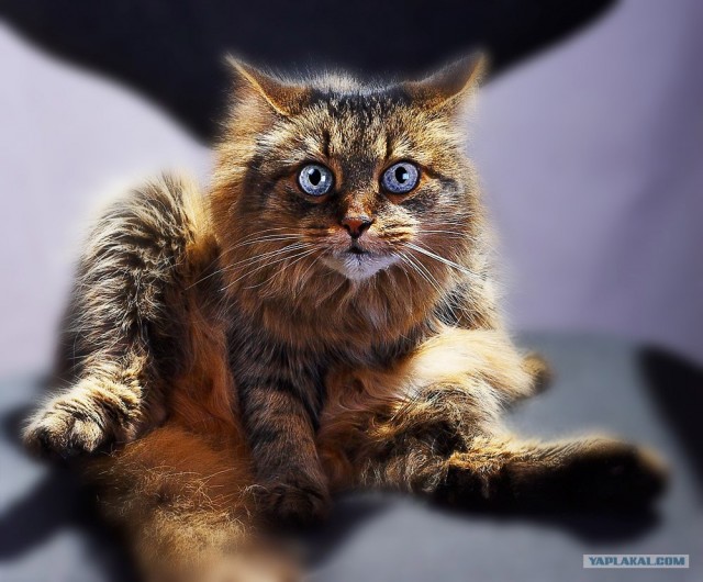 УРРААА ! Котовторник на ЯПлакалъ !