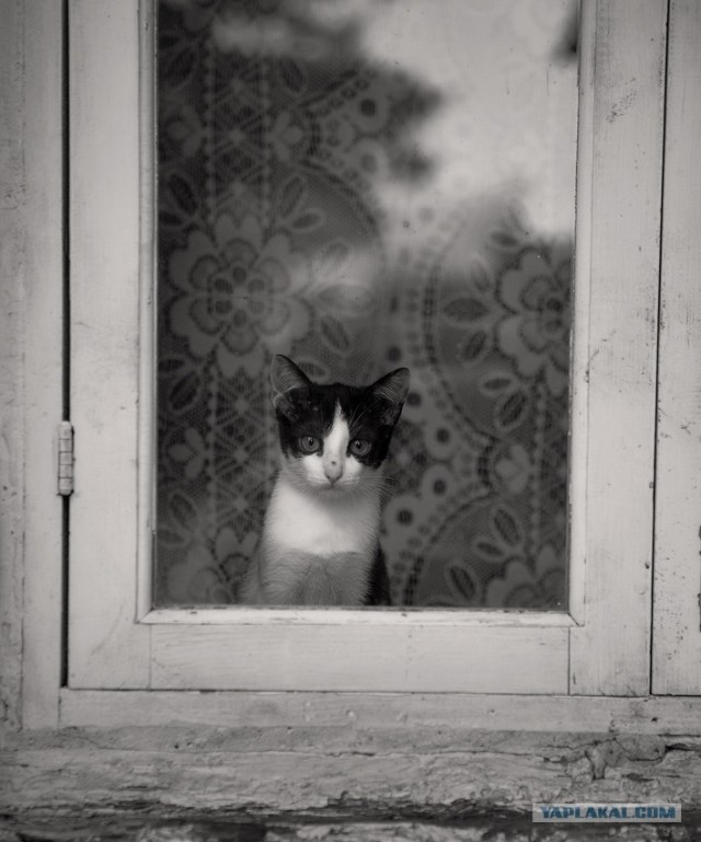 Уррааа! Котомет на ЯПлакалъ.