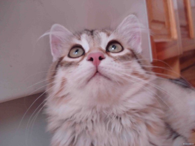 Котовторник на вторник! (30.09.2008)