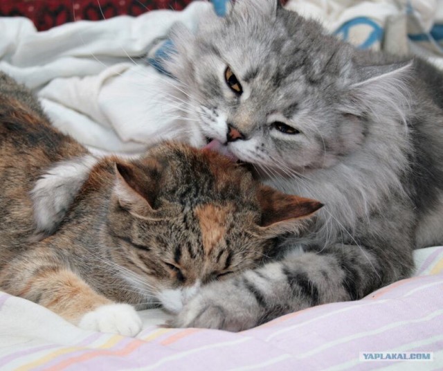 Котовторник: Кошки гаваны и другие!