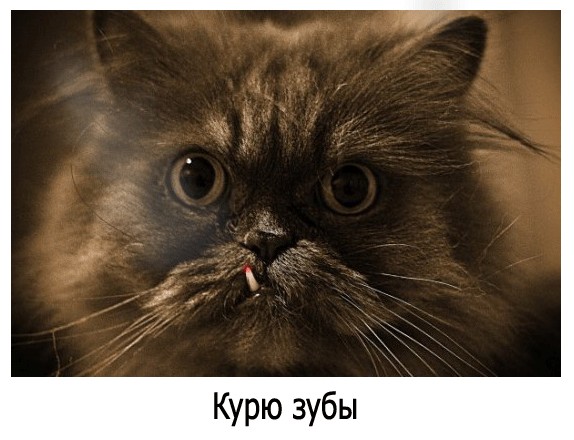 И у котов бывают тещи...