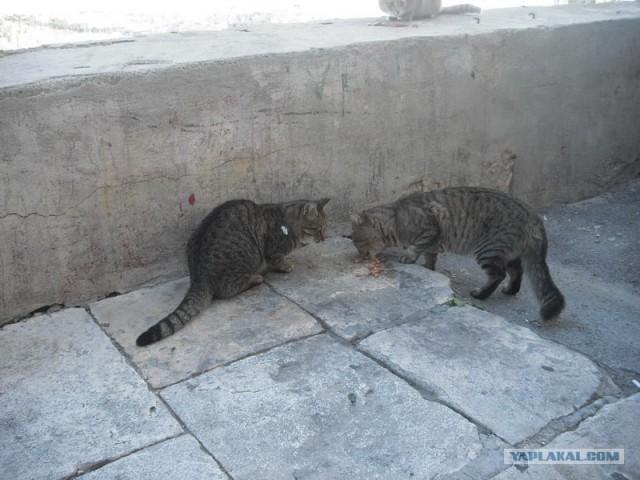 Котовторник начался