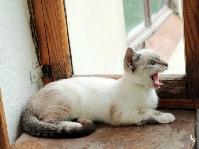 25 котов, с которыми лучше не шутить