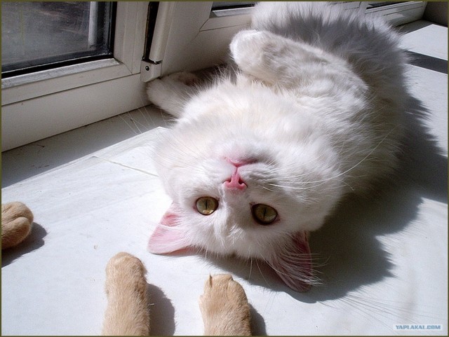 Котовторник объявляется открытым!