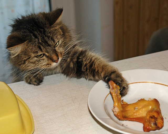 Котовторник! 11.10.11