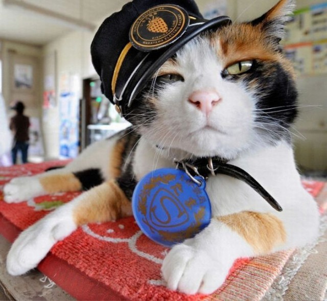 Котовторник!