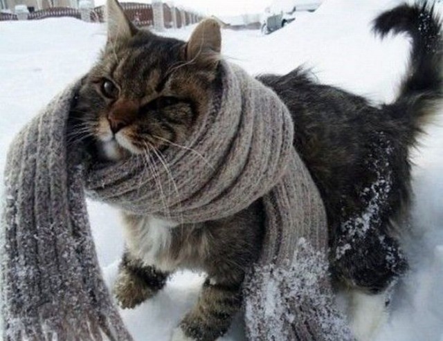 Котовторник (31.01.2012)