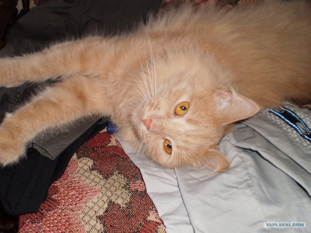 Котовторник (07.02.2012)
