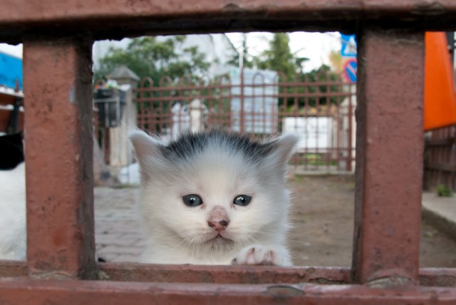 Котовторник (21.02.2012)