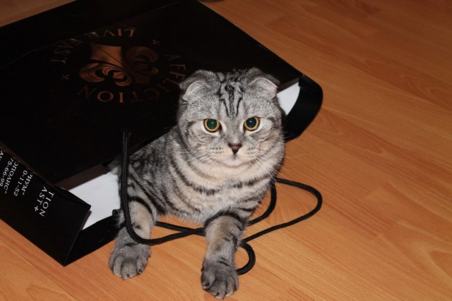 Котовторник  от 3.04.2012